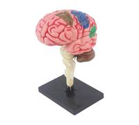 Modèle de cerveau humain facile à utiliser, jouet 4D démonté pour l'enseignement des sciences