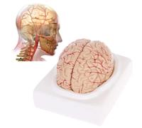 Modèle de cerveau humain grandeur nature - Anatomie cérébrale anatomiquement précise for les cours sciences et l'enseignement médical