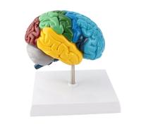 Modèle de Cerveau Humain hémisphère Droit, modèle d'anatomie à Code Couleur pour Les neurosciences