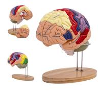 Modèle De Cerveau Humain, Modèle Anatomique Du Cerveau Pour L'anatomie Et La Neuroanatomie, Modèle De Cerveau Démontable En 4 Parties Grandeur Nature 2x Coloré Pour L'Enseignement Médica