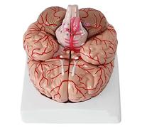 Modèle de Cerveau Humain, modèle d'anatomie du Cerveau 1:1, avec 9 pièces et Bases détachables et 41 emplacements d'identification, modèle Anatomique de Nerf cérébral