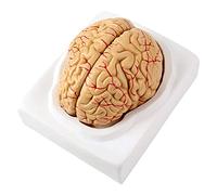 Modèle de Cerveau Humain Modèle d'anatomie en 9 Parties de la Taille du Cerveau de la Vie du Cerveau Human Teaching Brain avec Une Base pour l'apprentissage de l'enseignement de la