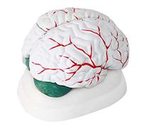 Modèle de cerveau humain - Modèle d'enseignement de l'anatomie en 3 parties pour la recherche et l'affichage en classe de sciences médicales