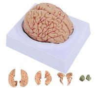 Modèle de Cerveau Humain Modèle en 8 Parties du Cerveau Modèle d'anatomie cérébrale Grandeur Nature avec Base d'affichage pour l'enseignement des neurosciences avec Affichage d'étude Modèle