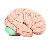 Modèle de Cerveau Humain nsxayiwe, modèle d'anatomie Humaine Grandeur Vie en 8 Parties avec Un numéro de numéro de Science pour l'étude en Classe
