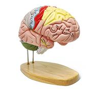 Modèle de cerveau humain pour enseigner de la science de la neurowScience - Avec étiquettes de taille 2 fois - Modèle anatomique pour l'apprentissage de la science, de l'étude - Modèle médical