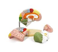 Modèle de cerveau humain pour enseigner de la science de la neurowScience - Avec étiquettes de taille 2 fois - Modèle anatomique pour l'apprentissage de la science, de l'étude - Modèle médical