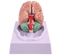 Modèle de Cerveau Human avec 32 Identificateurs Numériques Human Brain Modèle Anatomie Humaine,pour L'enseignement A