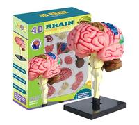 Modèle de cerveau - Modèle d'anatomie cérébrale 3D à code couleur - Enseignement éducatif et psychologie du cerveau - Outil d'apprentissage du cerveau pour - Projet scientifique - Modèle