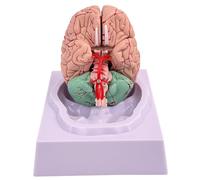 Modèle de Cerveau Modèle de Cerveau Humain en 8 Parties avec 32 identifiants numériques Anatomie Humaine Grandeur Nature pour l'affichage d'étude en Classe Sciences Enseignement #1