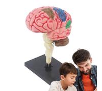 Modèle de cerveau pour, modèle d'anatomie du cerveau Artère à code couleur