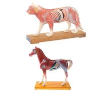 Modèle de Chat/Cheval pour l'acupuncture, modèle Anatomique d'agopuncture Animale 2 pièces pour la Classe de Sciences po