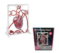 Modèle de Circulation Cardiaque et Sanguine pour Démonstration | Kit d'Expérimentation avec Simulation Dynamique du Flux Sanguin pour Vulgarisation en Cardiologie