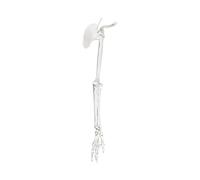 Modèle de clavicule supérieur gauche et droit en PVC de qualité supérieure pour l'enseignement clinique et l'anatomie - Ressource éducative pour étudiants physiothérapeutes et artistes