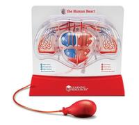 Modèle de coeur battant de Learning Resources