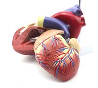Modèle de Coeur Humain Grandeur Nature - Modèle Anatomique de Coeur - Modèle de Coeur d'anatomie Scientifique détachable en 2 Parties - pour l'aide éducative médicale