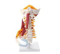 Modèle de Colonne cervicale Grandeur Nature 1:1 Vertèbres cervicales Corps vertébral Colonne cervicale Modèle nerveux Anatomie Humaine Moelle épinière Vertèbres cervicales Squelette