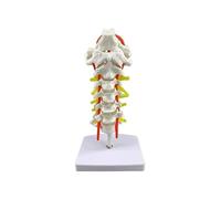 Modèle de colonne cervicale humaine avec nerfs et artères for l'enseignement de l'anatomie