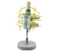 Modèle de colonne cervicale humaine avec nerfs spinaux agrandis, moelle épinière et base - Simulation réaliste et anatomie complète for l'enseignement en classe et au bureau