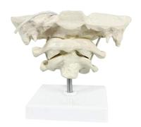 Modèle de Colonne cervicale Humaine et os Occipital, modèle Anatomique en PVC pour l'enseignement et la Formation médicale