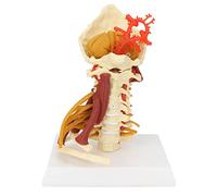 Modèle de Colonne Cervicale, Modèle Anatomique Démontable avec Muscles et Artères pour Enseignement Médical et Étude Scientifique