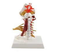 Modèle de colonne cervicale Modèle de colonne vertébrale humaine amovible 1: 1 Modèle de vertèbres anatomiques pleine grandeur avec muscles sous-occipitaux et côtes uniques pour