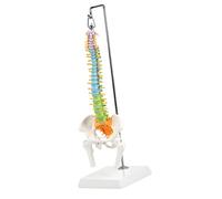 Modèle de colonne cervicale - Modèles médicaux - Modèle de transection de la moelle épinière élargie avec médulla spinale - Humain - Os de la colonne cervicale - Aide pédagogique