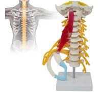 Modèle de colonne lombaire pour l'enseignement médical, modèle de muscle vertèbre cervicale à segment élevé avec base robuste et structure claire