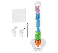 Modèle de Colonne vertébrale 45 cm avec Ensemble d'os de Cuisse |Vertèbres à Code Couleur pour l'étude de l'anatomie/l'enseignement pédagogique |Colonne vertébrale en PVC avec