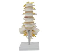 Modèle de colonne vertébrale 5pcs / ensemble avec des nerfs attachés PVC Simulation proportionnelle Modèle de colonne vertébrale anatomie corps humain pour l'enseignement, l'étude, la recherche