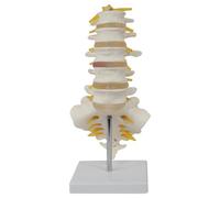 Modèle de colonne vertébrale 5pcs / ensemble avec des nerfs attachés PVC Simulation proportionnelle Modèle lombaire Anatomie Corps humain pour l'enseignement, l'étude, la recherche du corps humain