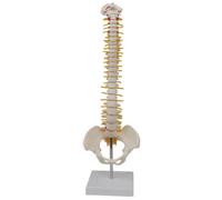 Modèle de colonne vertébrale avec vertèbres, nerfs, artères et colonne lombaire, modèle de squelette de colonne vertébrale humaine en plastique, modèle de bassin avec stand pour outil d'enseignement