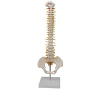 Modèle de colonne vertébrale avec vertèbres, nerfs, artères et colonne lombaire, modèle de squelette vertébrale humaine en plastique, bassin avec support pour outil d'enseignement médical