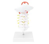 Modèle de colonne vertébrale cervicale humaine avec vertèbres, nerfs et artère, modèle anatomique pour l'enseignement et l'étude en e sciences, rapport 1:1