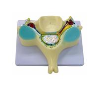 Modèle de colonne vertébrale de la 5ème vertèbre cervicale élargie aide pédagogique cinquième avec médulla spinale pour étude de la transection de la moelle épinière cinquième os humain