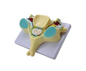 Modèle de colonne vertébrale de la 5ème vertèbre cervicale élargie aide pédagogique cinquième colonne cervicale avec médulla spinale pour étude de la transection de la moelle épinière