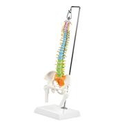 Modèle de colonne vertébrale de vertèbre cervicale élargie aide pédagogique colonne cervicale colorée avec médulla spinale pour étude de la transection de la moelle épinière