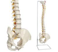 Modèle De Colonne Vertébrale Et Pelvis Masculin Flexible, 1:1