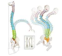 Modèle de colonne vertébrale flexible 2025, taille réelle 91 cm, modèle de colonne vertébrale humaine avec des régions à code couleur pour les études de médecine