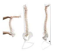 Modèle de Colonne vertébrale Flexible 85 cm modèle de Colonne vertébrale Humaine, 34 "moelle épinière Flexible avec os hyoïde, hernie Disque, nerfs, artères et Bassin, Outil d'enseignement