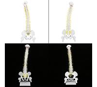 Modèle de Colonne Vertébrale Flexible de 38 Cm, Anatomiquement Précis | Matériau synthétique durable et incassable, Support stable avec rouleaux, Comprend des membres amovibles, Nombre d\'os