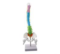 Modèle de colonne vertébrale humaine à code couleur 45 cm avec anatomie détaillée pour enseignement et sur support en PVC (45 cm)