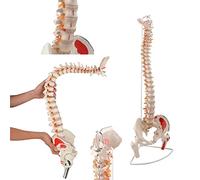 Modèle de Colonne vertébrale Humaine de 78 cm, moelle épinière Flexible Flexible avec Les origines et Points d'insertion des Muscles Peints de Couleur, des têtes de Disque et de fémur, Une étude