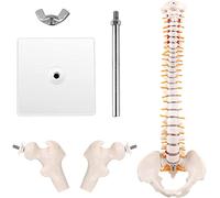 Modèle de colonne vertébrale humaine détachable de 45 cm avec nerfs spinaux, lombaires et bassin for l'enseignement de l'anatomie et les études médicales