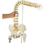 Modèle de colonne vertébrale humaine flexible avec bassin et fémur - Squelette anatomique de 45 cm à usage pédagogique(A)