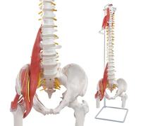 Modèle de colonne vertébrale humaine flexible avec muscles, 85 cm, modèle anatomique de colonne vertébrale avec moelle épinière flexible, vertèbres, nerfs, artères, lombaires