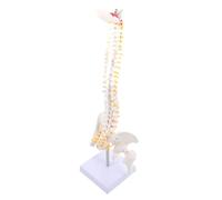 Modèle de Colonne Vertébrale Humaine Flexible Pvc Support