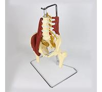 Modèle De Colonne Vertébrale Lombaire Modèle D'organe Humain Adulte De Taille Vitale Bassin Femelle Femelle Lumbar Os Os Female Pelvis Modèle Avec Un Modèle D'anatomie Musculaire Du Sol Pelvien Médica