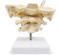 Modèle de colonne vertébrale modèle anatomique des os de l'occiput avec articulations mobiles squelette l'atlas occipital en PVC pour présentation pédagogique blanc