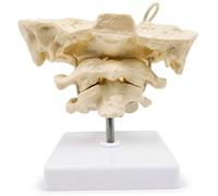 Modèle de colonne vertébrale, modèle d'anatomie des os occiput avec articulations mobiles, squelette de l'atlas occipital en PVC pour affichage éducatif, blanc, colonne vertébrale